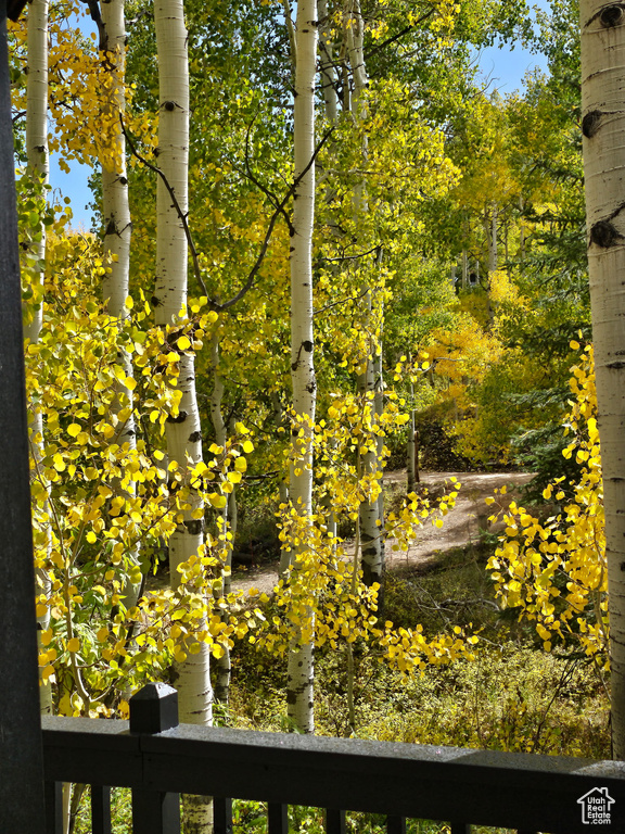 View of local wilderness
