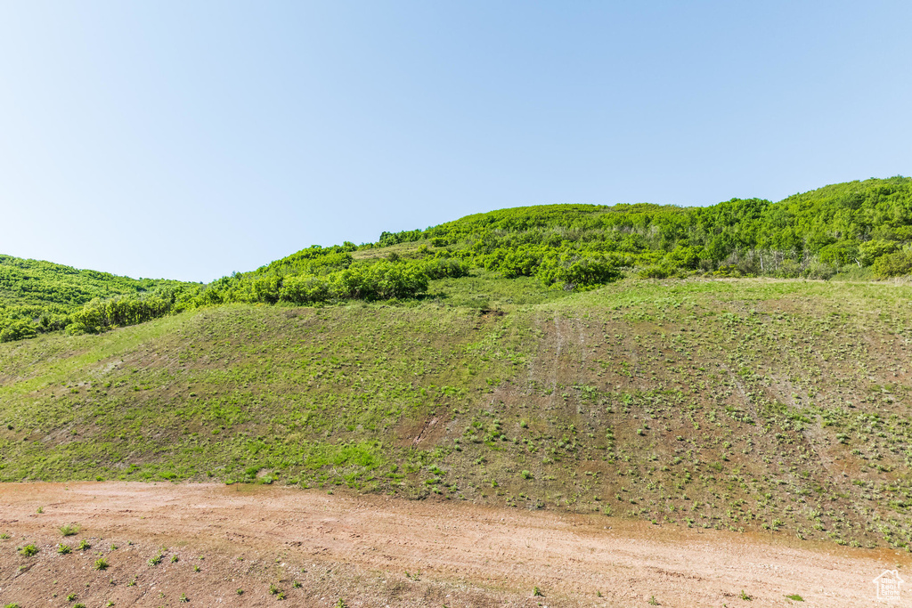 View of local wilderness