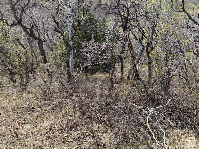 View of nature featuring a forest view