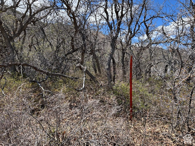 View of local wilderness with a view of trees