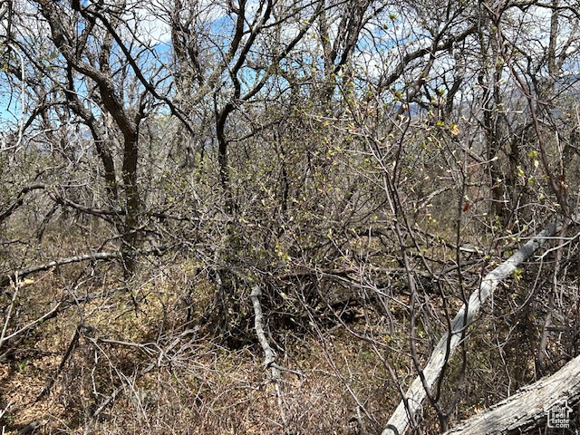 View of local wilderness