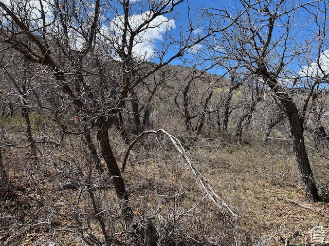 View of local wilderness