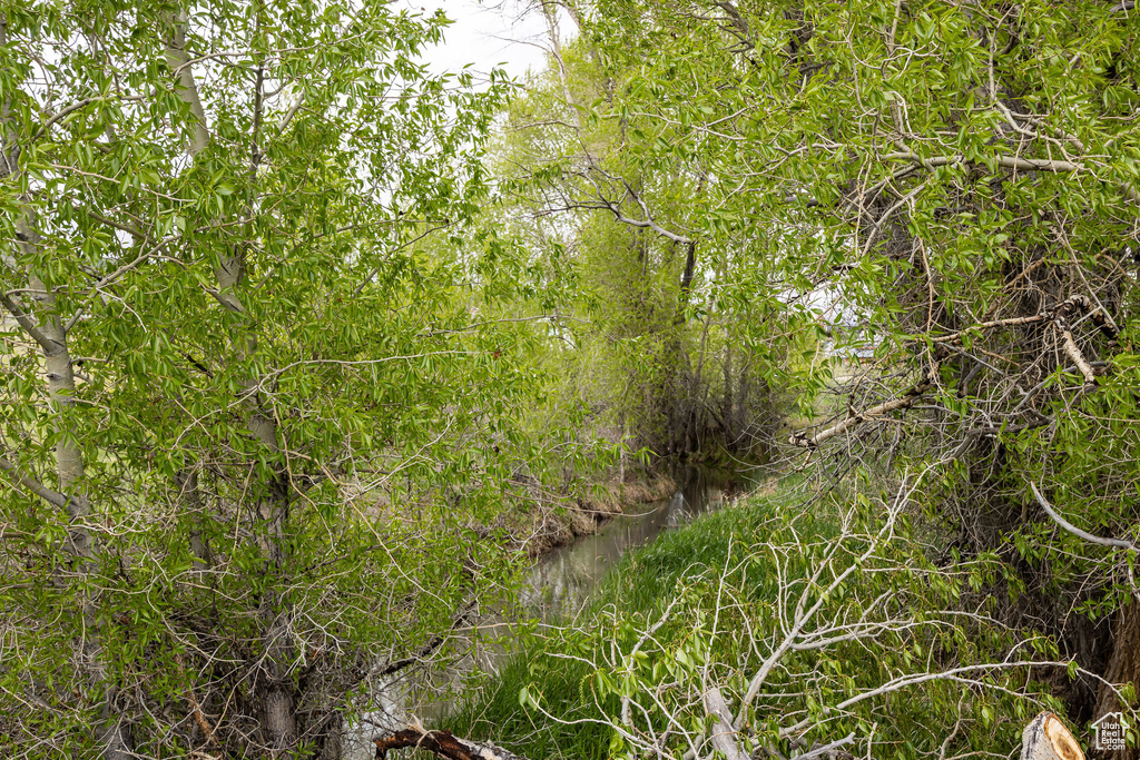 View of local wilderness