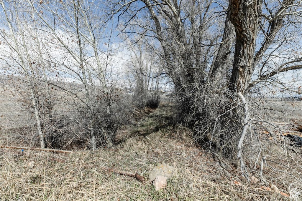 View of local wilderness