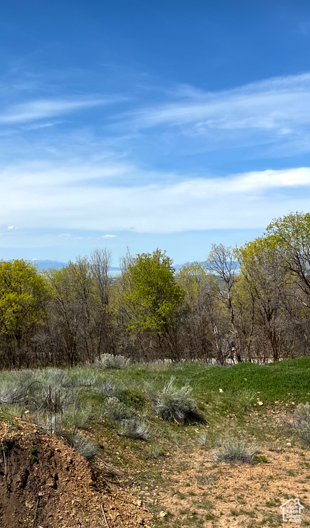 View of local wilderness