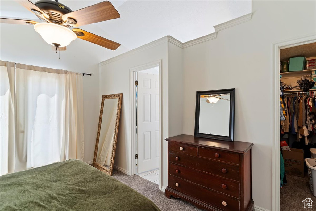 Carpeted bedroom featuring ceiling fan, crown molding, baseboards, a closet, and a spacious closet