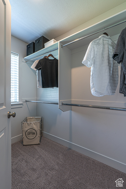 Spacious closet featuring carpet floors