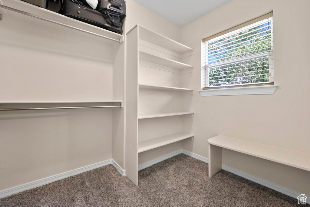 Spacious closet featuring carpet floors