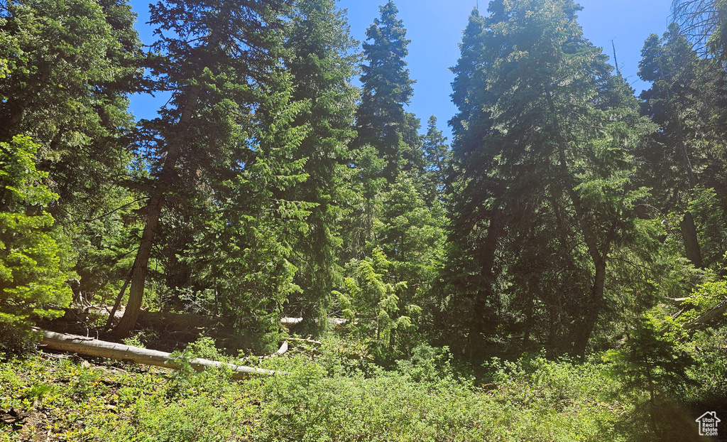 View of local wilderness featuring a view of trees