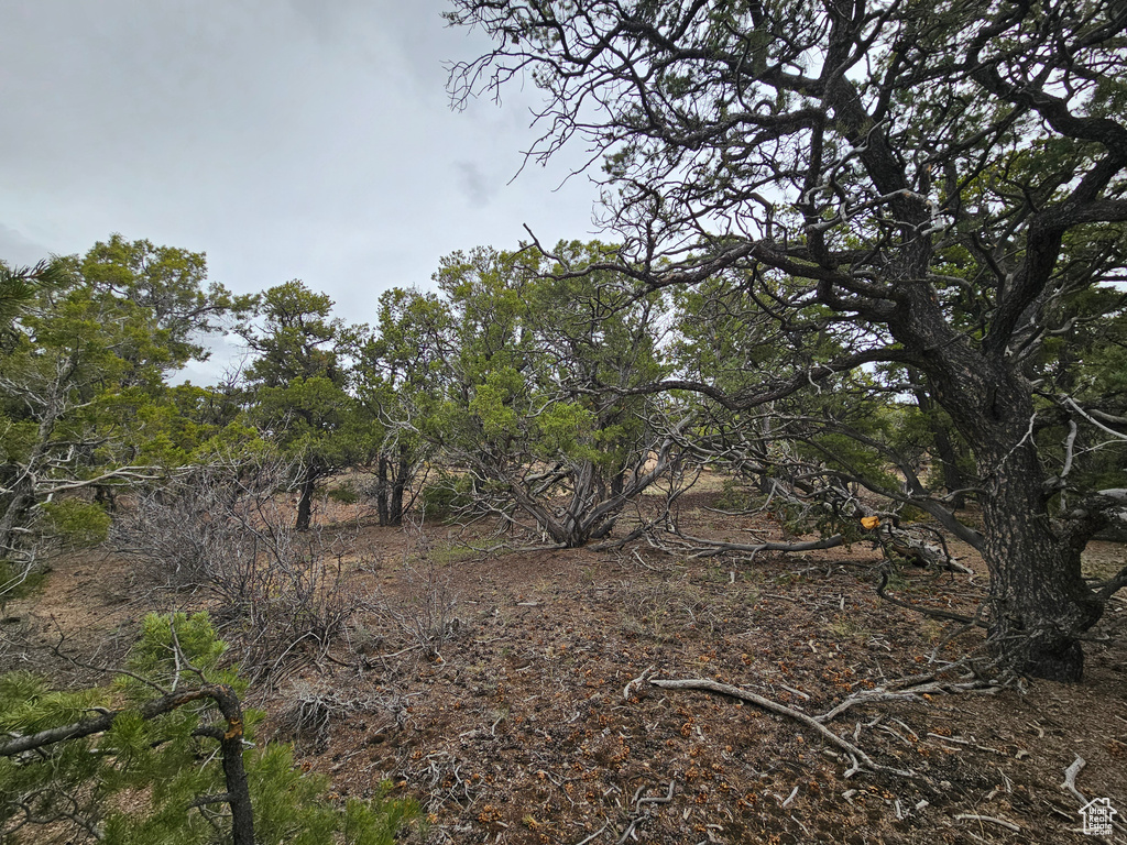 View of local wilderness