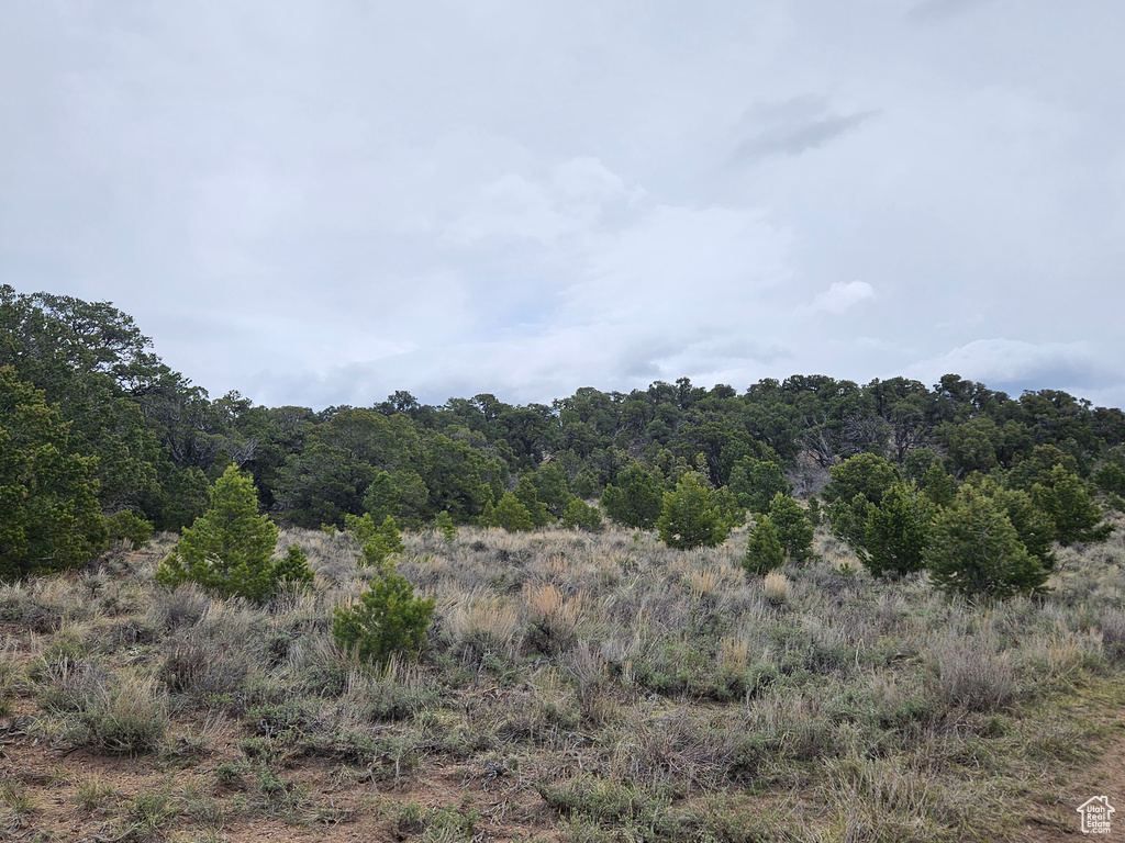 View of local wilderness with a view of trees