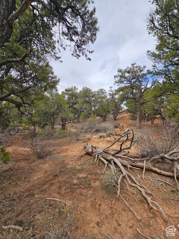 View of local wilderness