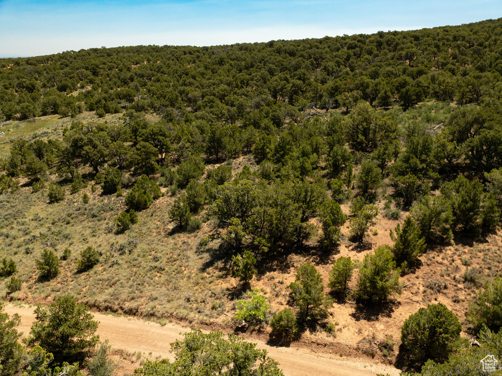 Bird's eye view of a forest