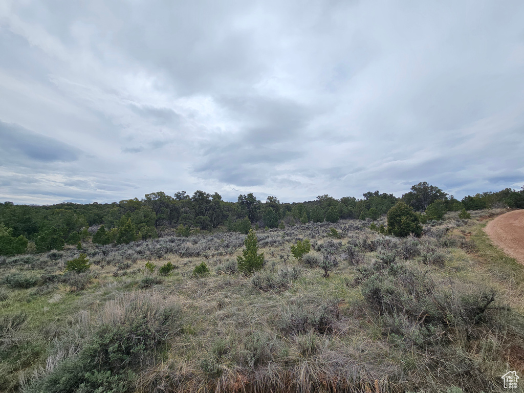 View of local wilderness