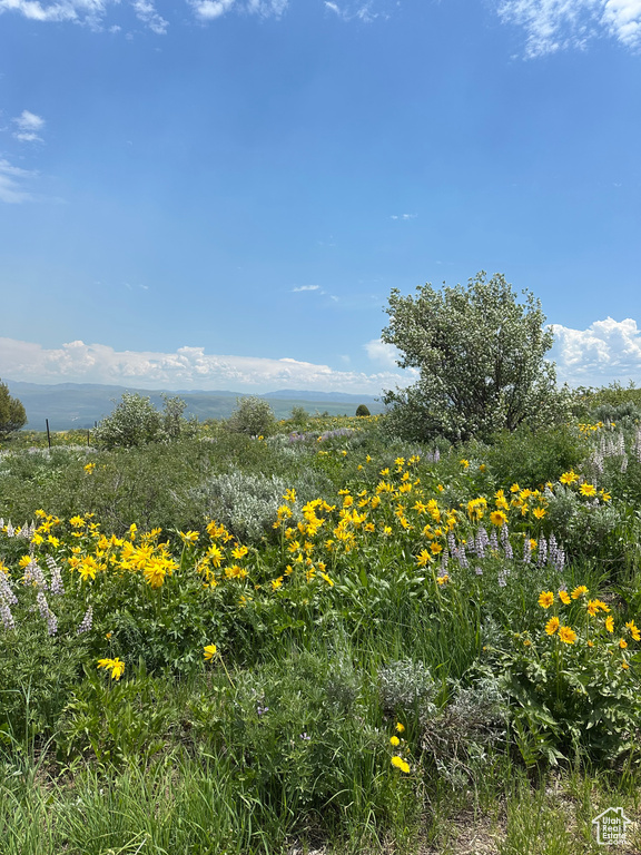 View of undeveloped land