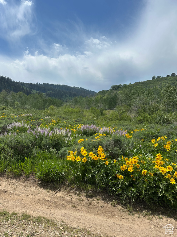 View of mountain backdrop featuring a heavily wooded area