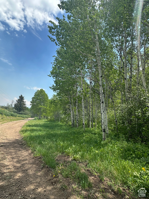 View of local wilderness