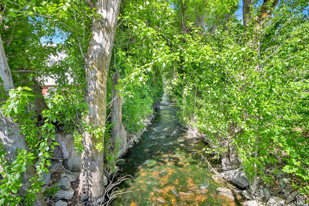 View of local wilderness