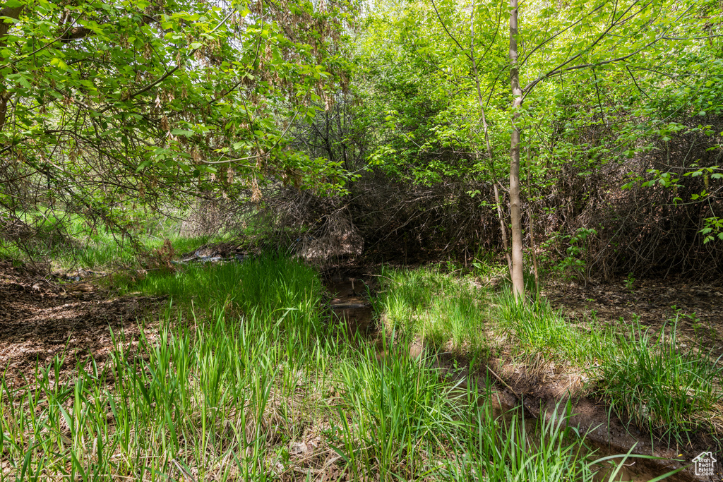 View of nature