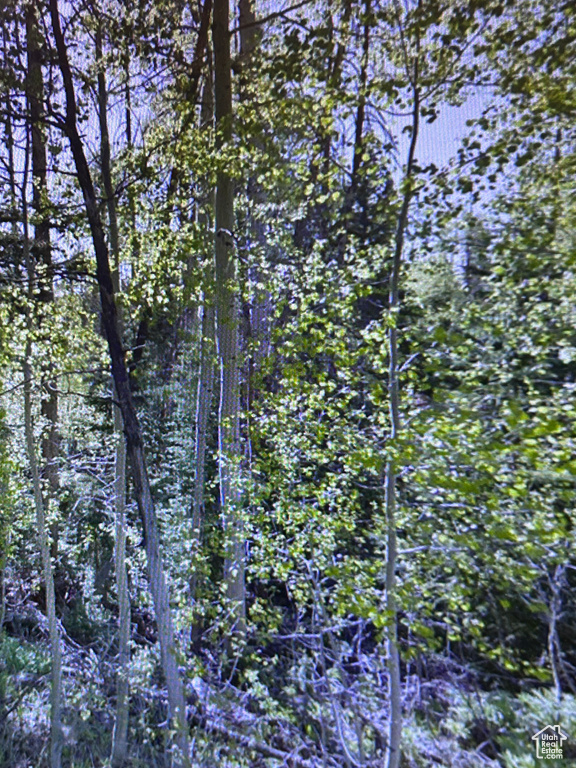 View of local wilderness