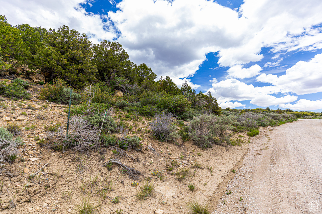 View of local wilderness