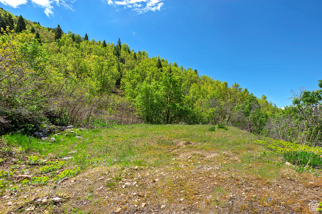View of yard featuring a view of trees