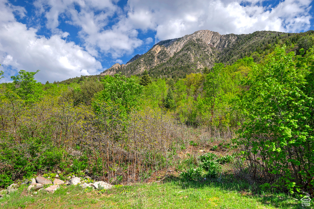 View of mountain backdrop with a forest