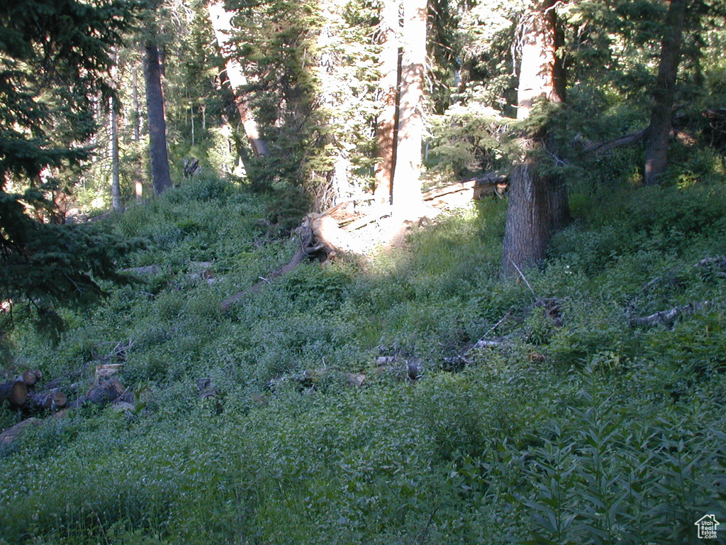 View of nature with a wooded view