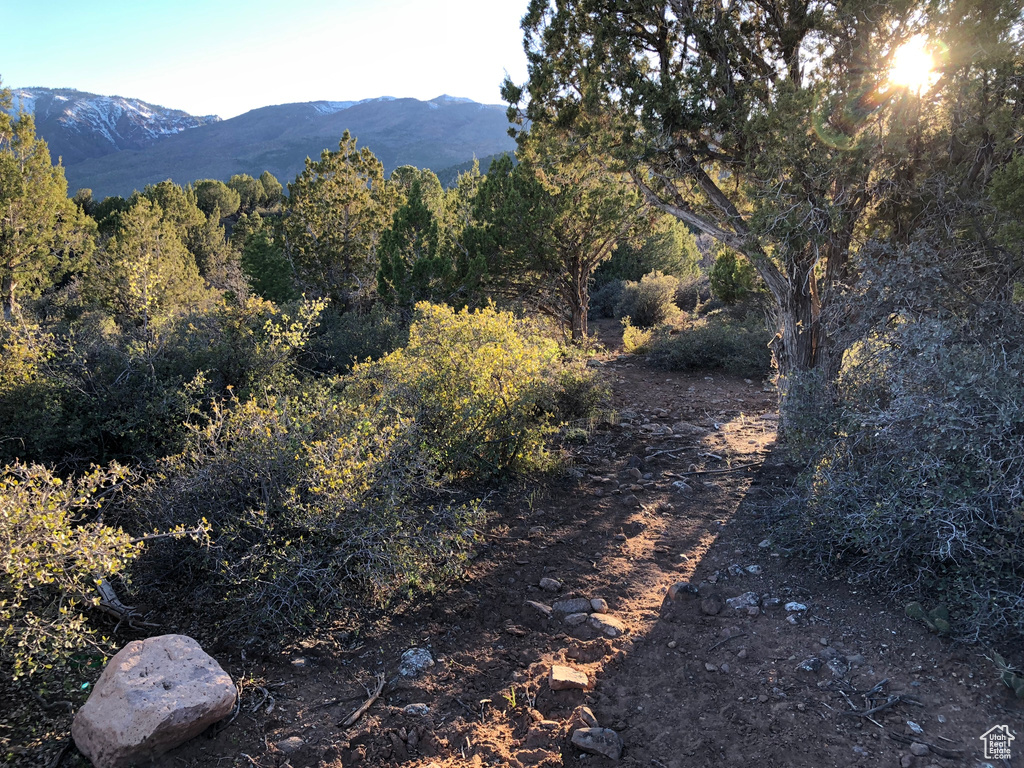 Mountain view featuring a forest view