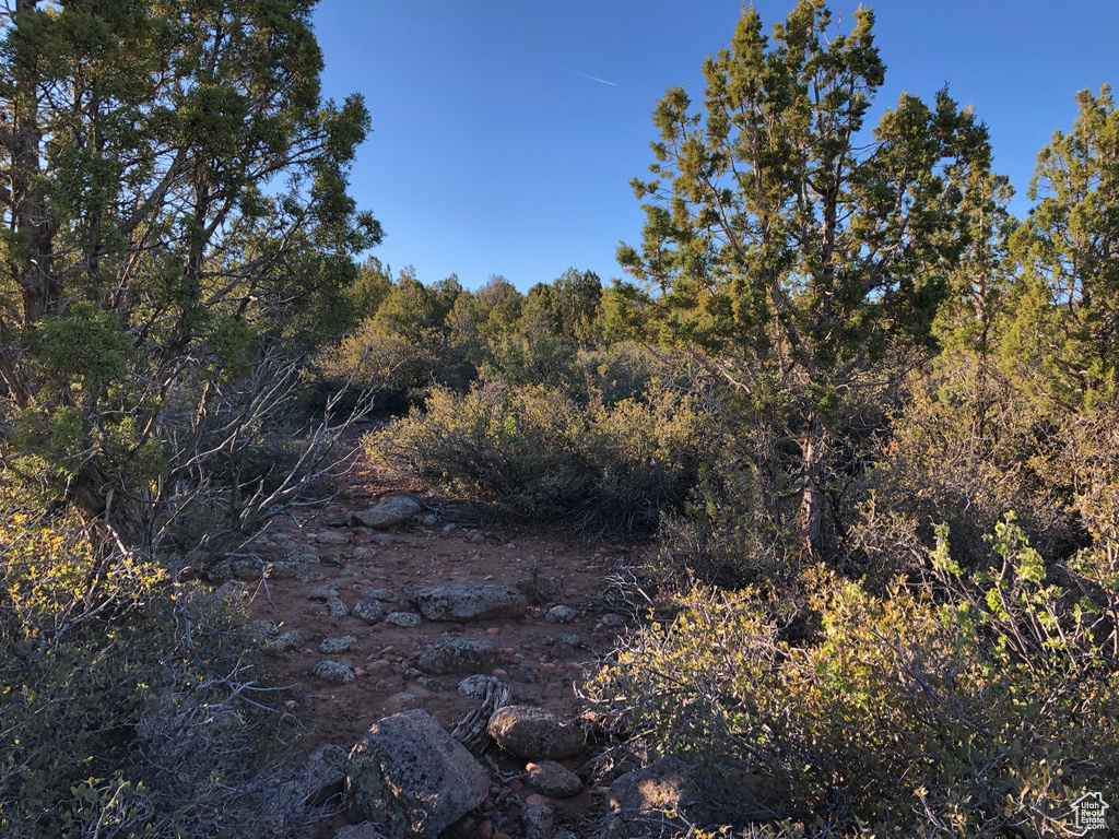 View of local wilderness featuring a forest view