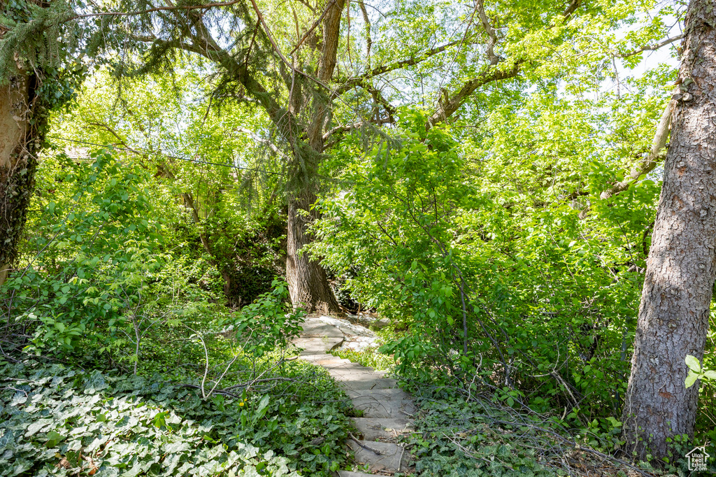 View of local wilderness with a forest view