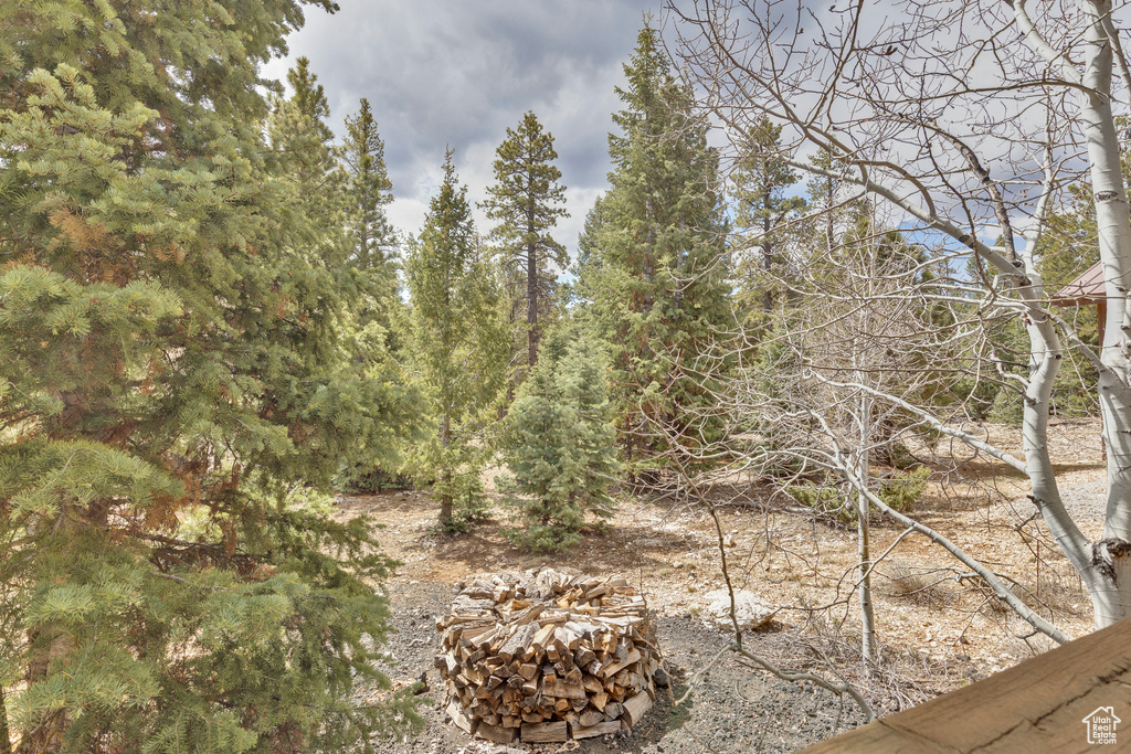 View of local wilderness