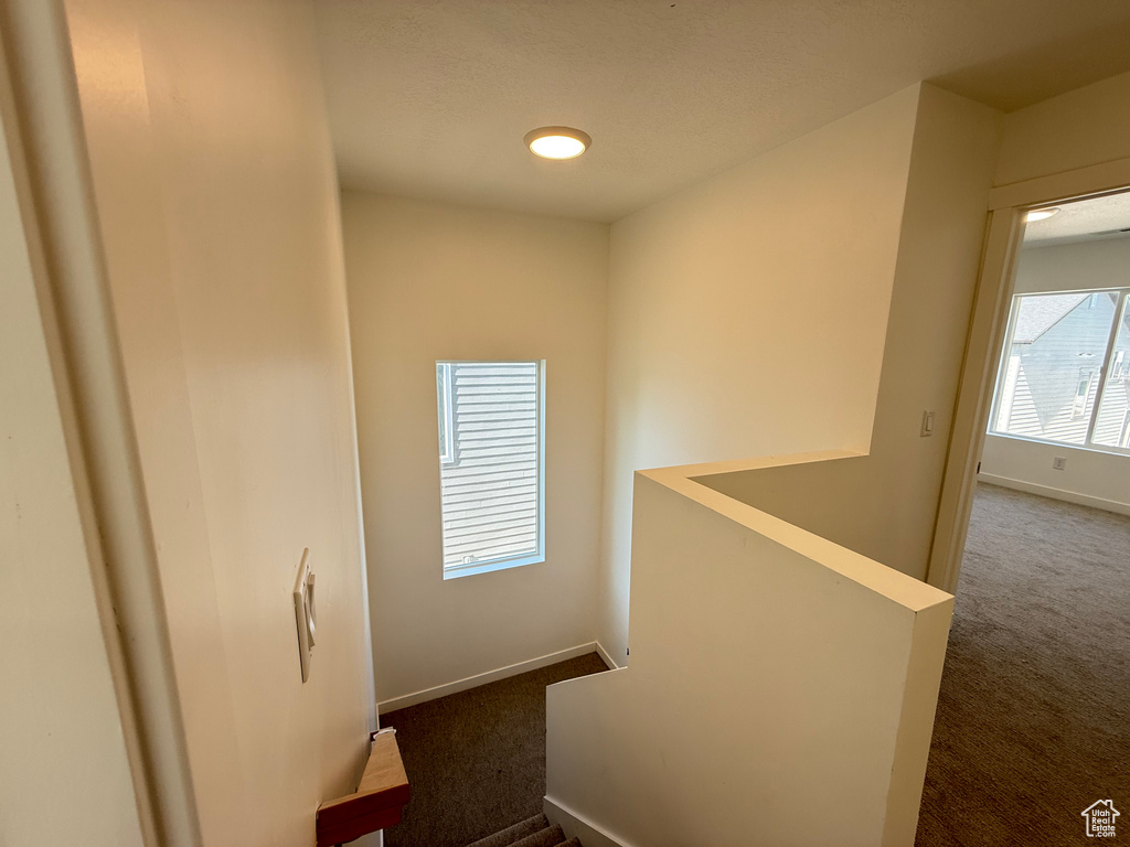 Staircase with carpet floors and plenty of natural light