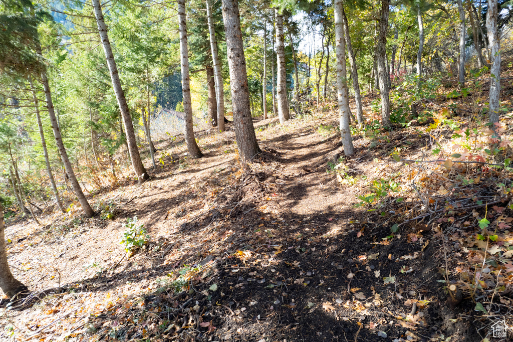 View of local wilderness featuring a view of trees