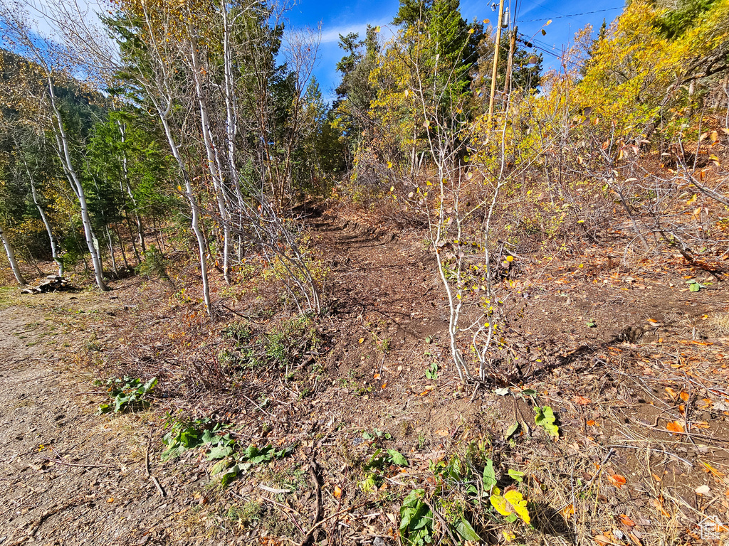 View of local wilderness