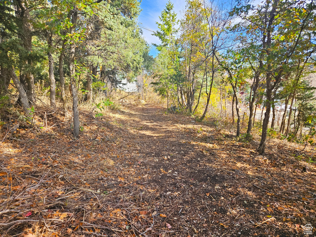 View of local wilderness