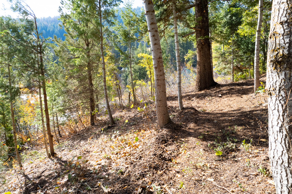View of local wilderness with a forest view