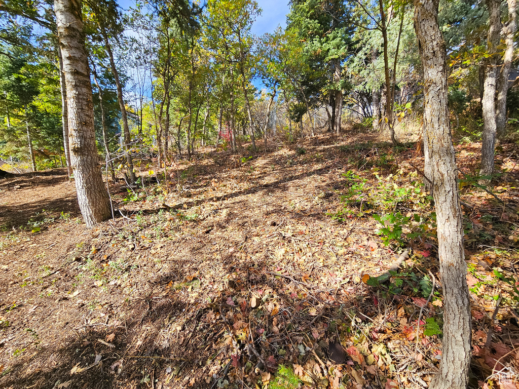 View of local wilderness