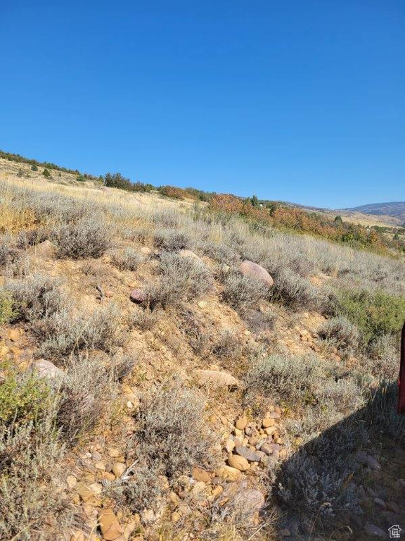 View of local wilderness
