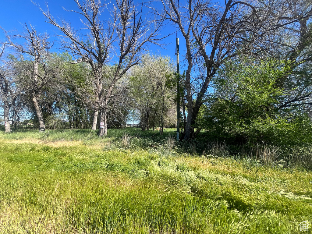 View of nature