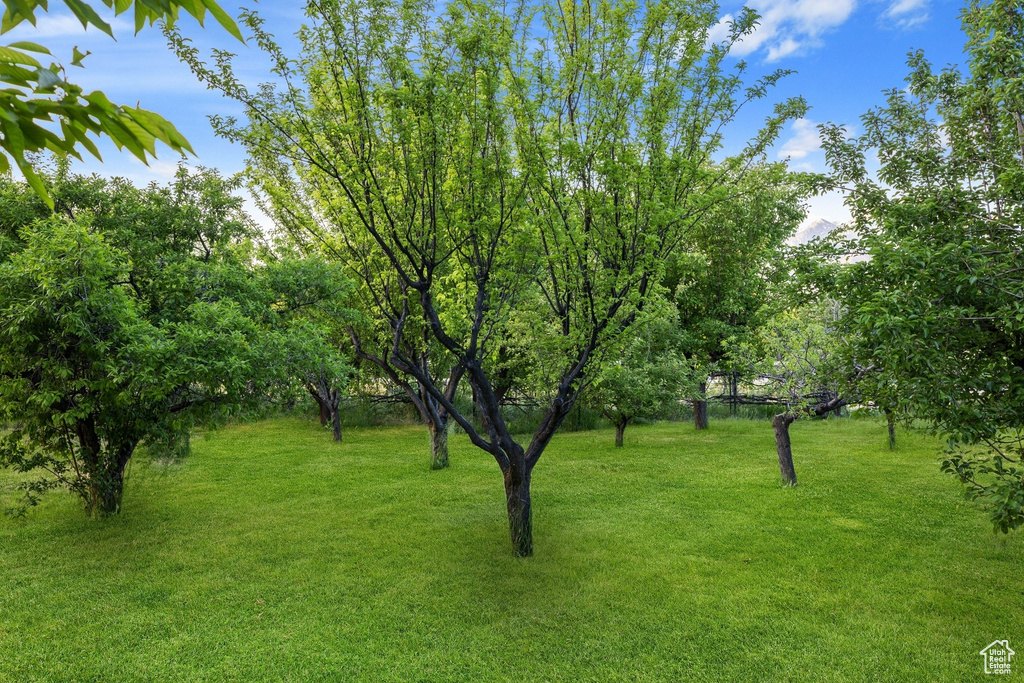 View of grassy yard
