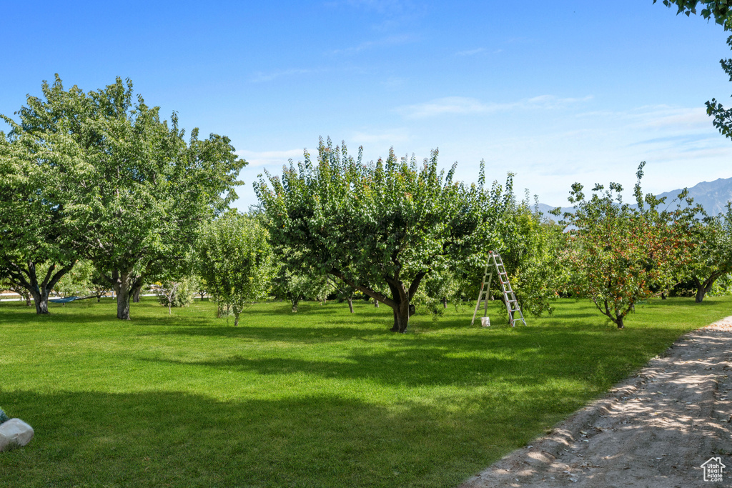 View of community featuring a yard