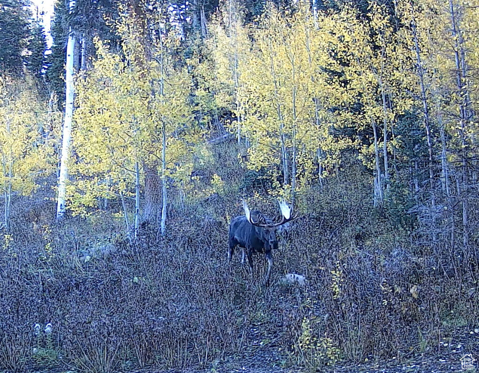 View of nature
