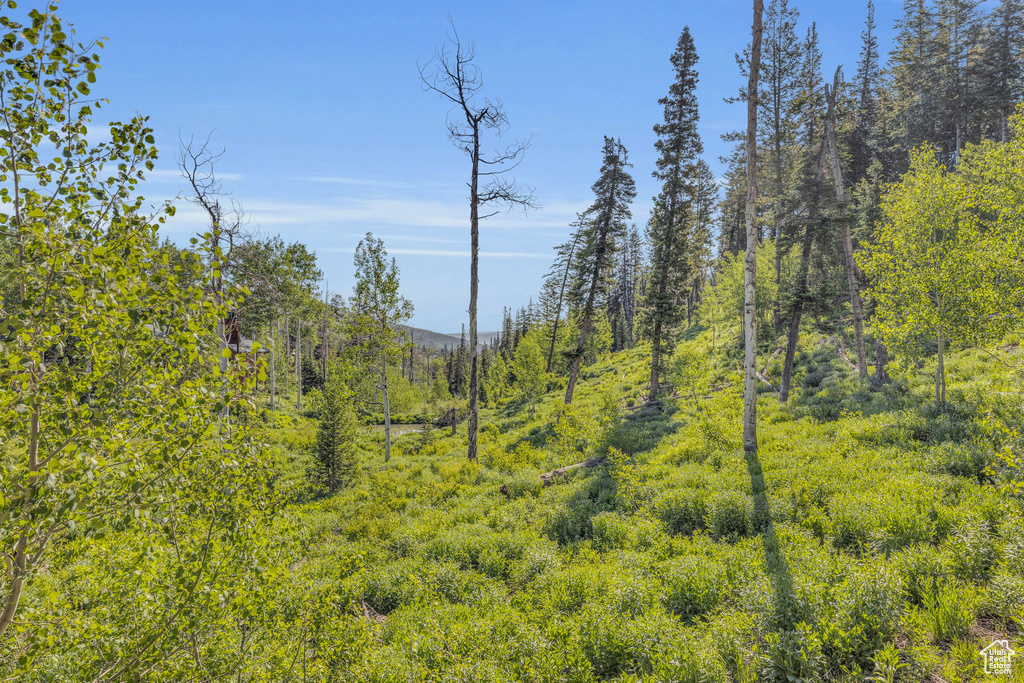 View of woods