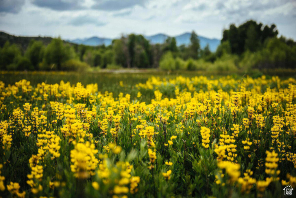 View of undeveloped land featuring a mountain backdrop