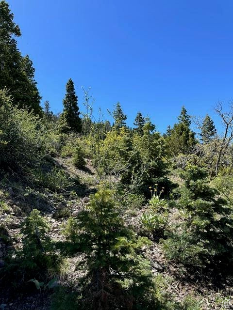View of woods