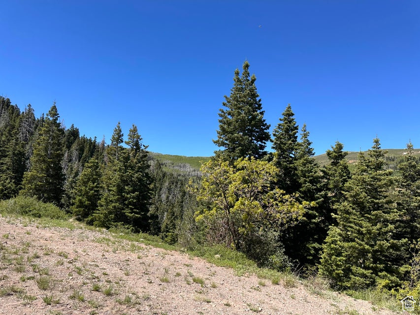 View of tree filled area