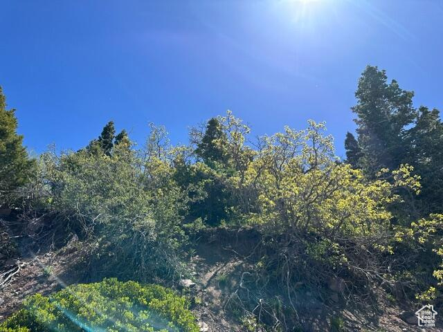 View of wooded area