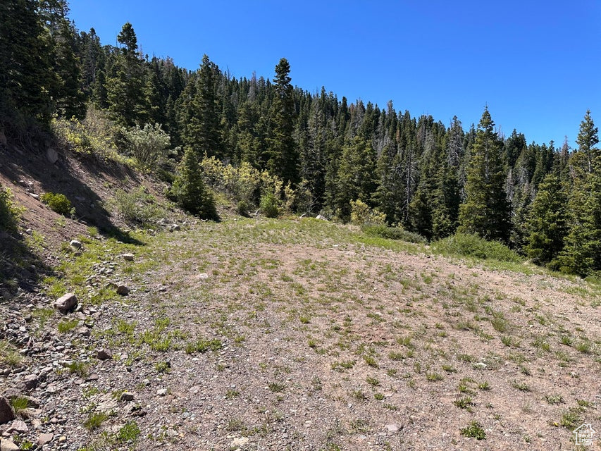 View of tree filled area