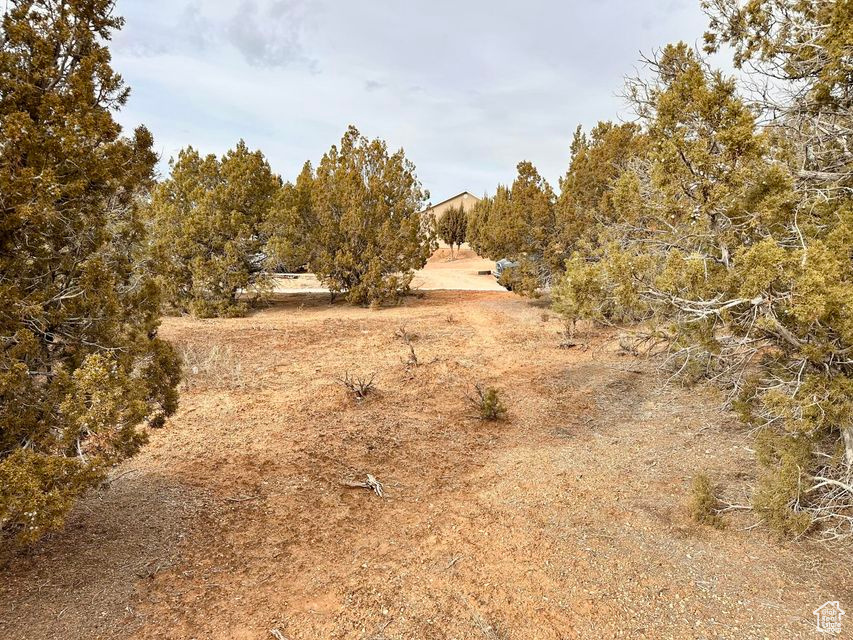 View of local wilderness